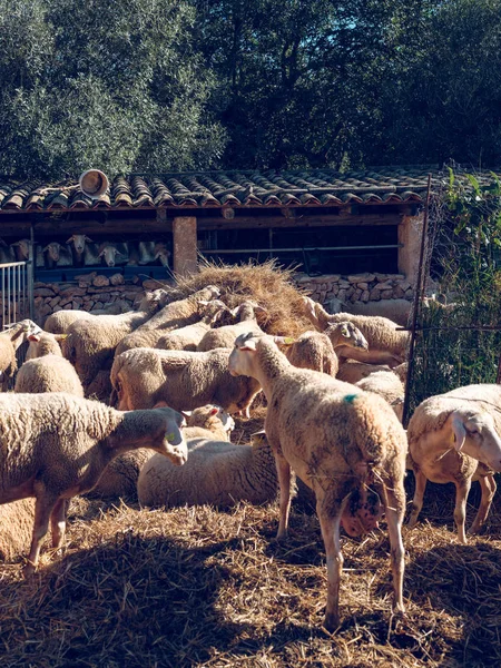 Pecore in piedi e sdraiato nel fieno — Foto Stock