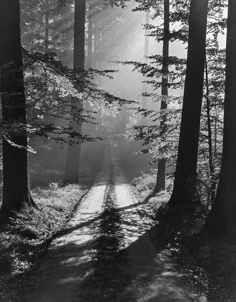 Vue Mystérieuse Forêt Noir Blanc Avec Des Arbres Pénétrés Par — Photo