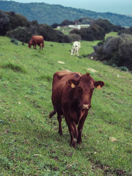 Vaca de pie en prado verde — Foto de Stock