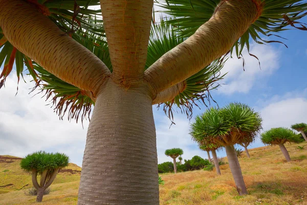 Arbre Épais Savane — Photo