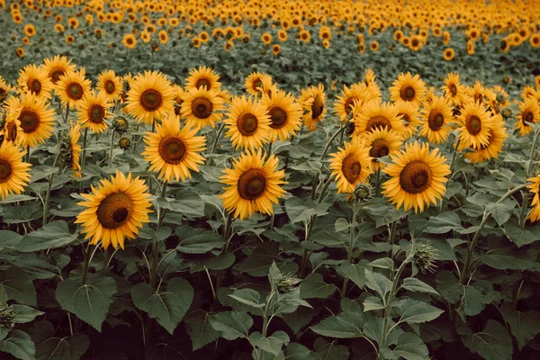 Paysage Tournesols Dans Les Champs — Photo