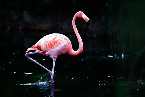 Increíble Flamenco Rosa Pie Agua Estanque Oscuro Zoológico — Foto de Stock