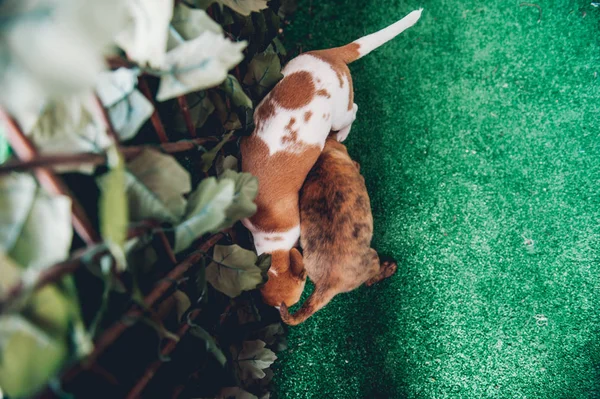 Cute Puppies Playing Fence Green Lawn — Stock Photo, Image