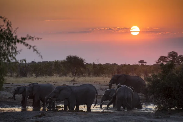 Słonie Kąpieli Stawie Sawanny Afryce Słońca Botswana — Zdjęcie stockowe
