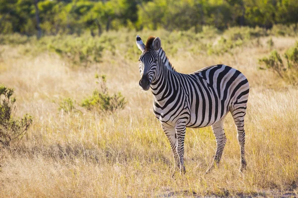 Savana Çim Botswana Afrika Zebra Ayakta Güneşli — Stok fotoğraf