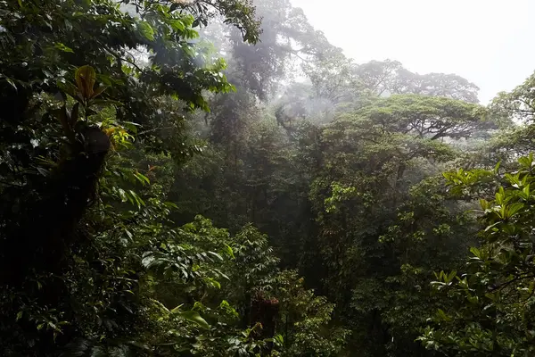 Zöld Fák Ködös Dzsungelben Costa Rica Közép Amerika — Stock Fotó