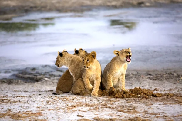 Mooie Leeuwenwelpen Miauwen Zittend Buurt Van Water Botswana Savanne Afrika — Stockfoto