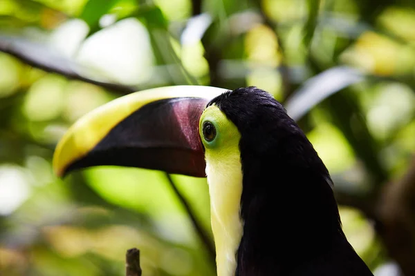 Tucano Multicolorido Sentado Galho Árvore Fundo Borrado — Fotografia de Stock