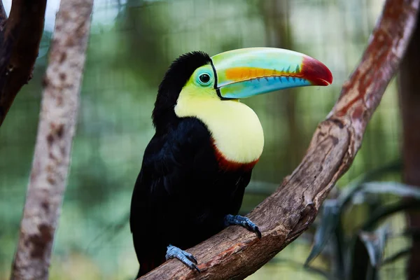 Tucano Multicolorido Sentado Galho Árvore Fundo Borrado — Fotografia de Stock