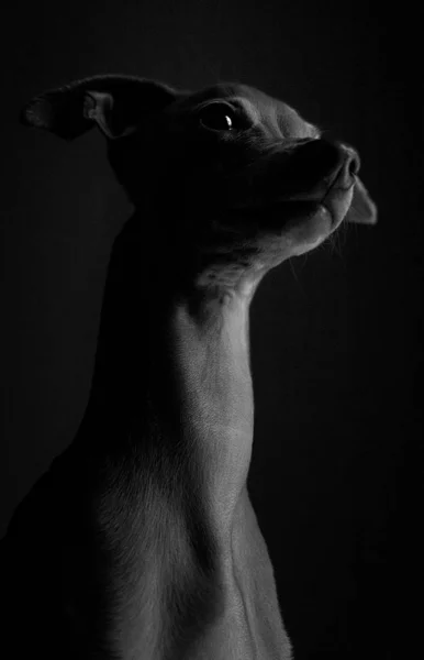 Küçük Talyan Tazı Köpeğinin Stüdyo Portresi Arkadaş Canlısı Eğlenceli — Stok fotoğraf