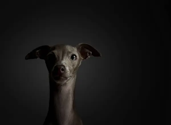 Retrato Estúdio Cão Caça Italiano Amigável Divertido — Fotografia de Stock