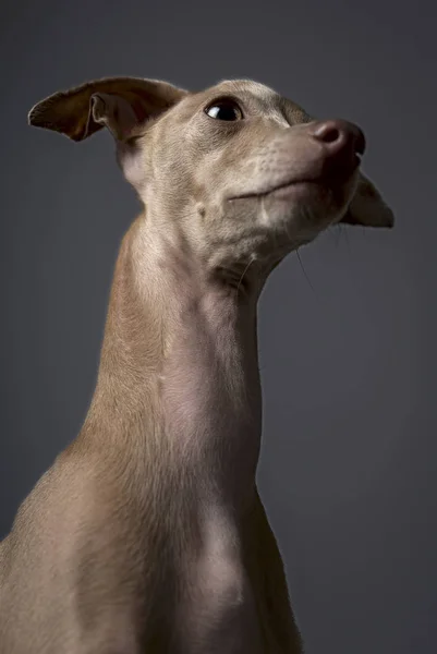 Studioporträtt Liten Italiensk Greyhoundhund Vänlig Och Rolig — Stockfoto