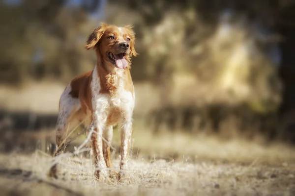 Kleine Hond Loopt Het Najaar Park — Stockfoto