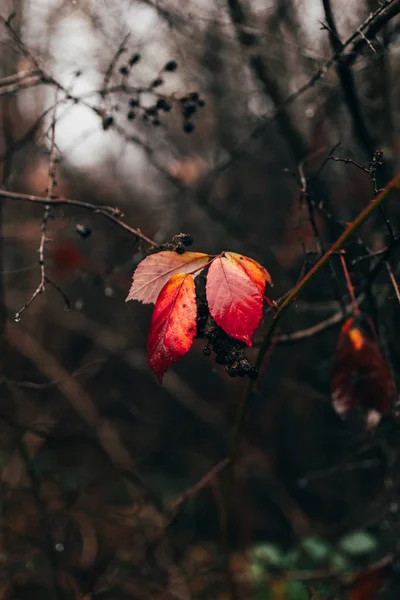 Gros Plan Petites Feuilles Orange Sur Branche Dans Forêt — Photo