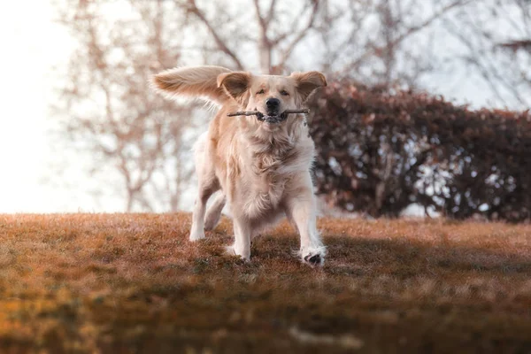 Happy Golden Retriever Running Caught Play Stick Jaws Freshly Mowed — Stock Photo, Image