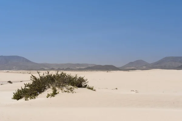 Vegetatie Zandvlakte Met Bergen Canarische Eilanden — Stockfoto