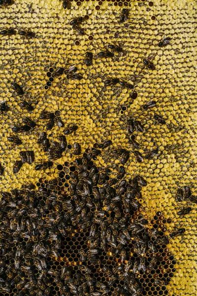 Zbliżenie Roju Pszczół Miodnych Pracujących Nad Plastrem Miodu — Zdjęcie stockowe