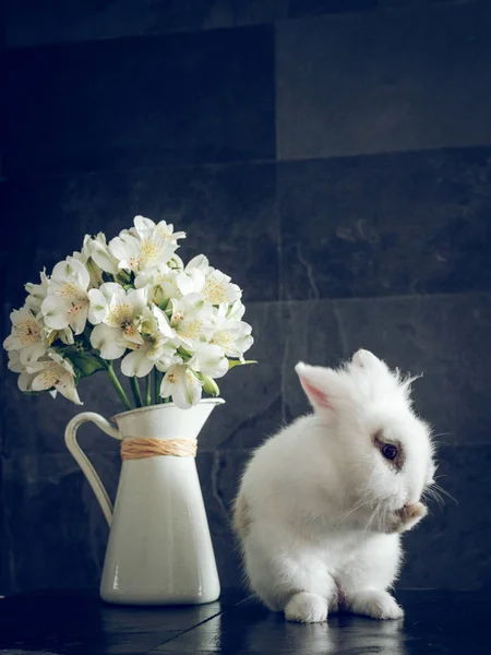Пушистый Кролик Белые Цветы Вазе Темном Фоне — стоковое фото