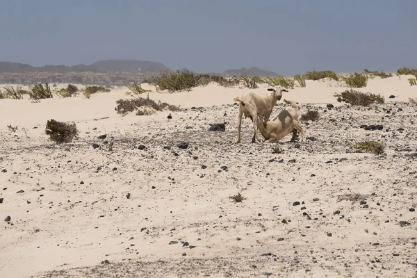 Goats Grazing Hills Fuerteventura Desert Canary Islands — ストック写真