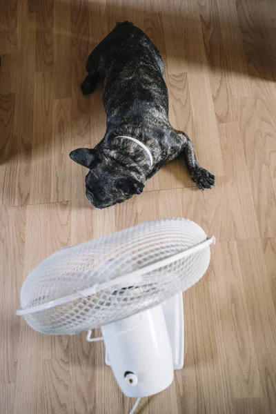 Buldogue Francês Frente Ventilador Chão Madeira — Fotografia de Stock