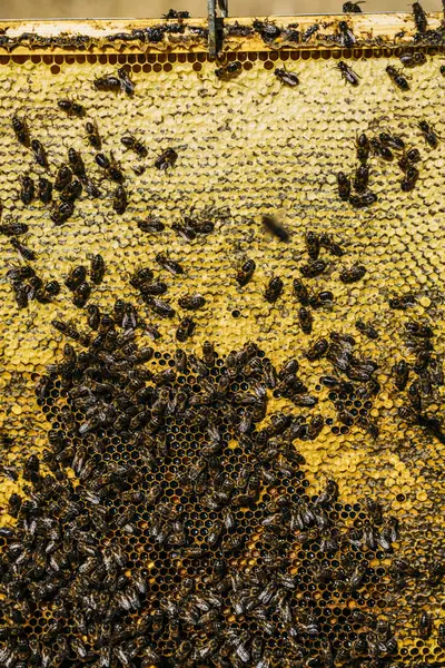 Closeup Honeybee Swarm Working Honeycomb — Stock Photo, Image