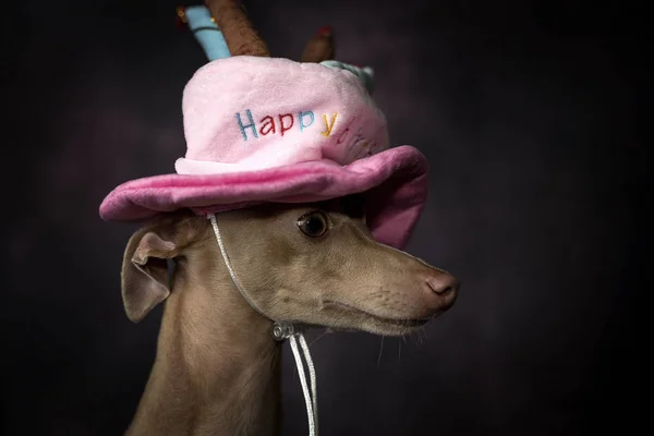 Leuke Italiaanse Windhond Hond Grappige Verjaardag Hoed Zwarte Achtergrond — Stockfoto