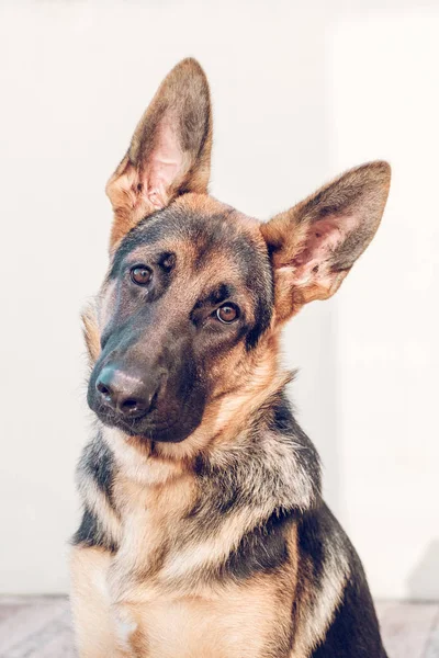 Nieuwsgierig Duitse Herder Camera Kijken — Stockfoto