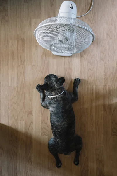 Pies Buldog Francuski Przed Wentylator Powietrza Drewnianej Podłodze — Zdjęcie stockowe