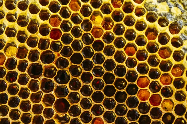 Closeup Organic Golden Honeycomb Background — Stock Photo, Image