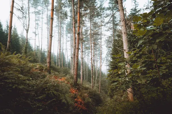 Спокійний Зелений Мальовничий Ліс Денному Світлі — стокове фото