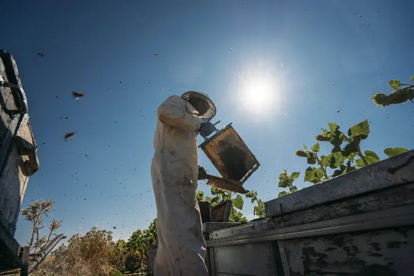 Пчеловод Собирает Мед — стоковое фото