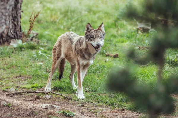 Jovem Lobo Grama Reserva Olhando Para Longe — Fotografia de Stock