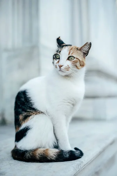 Cute Furry Cat Green Eyes Sitting Street Looking Away —  Fotos de Stock