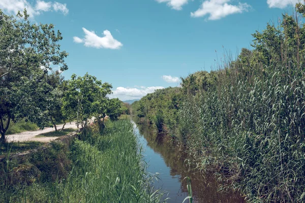 Belle Vue Sur Nature Rivière Haute Herbe Des Arbres Avec — Photo