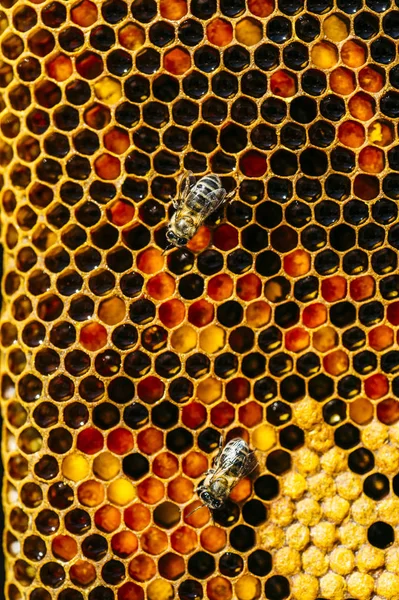 Nahaufnahme Emsiger Honigbienen Bei Der Arbeit Der Wabe — Stockfoto
