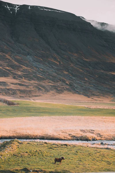 View Spacious Field Flowing Creek Pasturing Horse Majestic Rocky Mountains — Stock Photo, Image