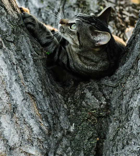 Gato Despojado Deitado Árvore Olhando Para Longe — Fotografia de Stock