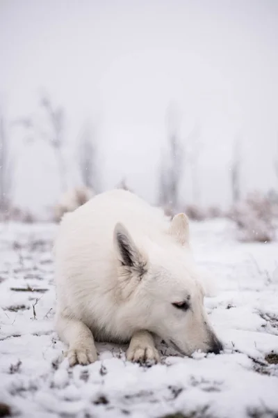 Bonito Branco Suíço Pastor Descansando Neve Livre — Fotografia de Stock