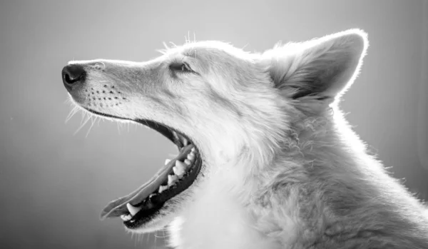 Close White Swiss Shepherd Opening Mouth Yawning — Stock Photo, Image