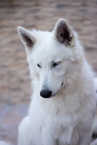 Close Cute White Swiss Shepherd Looking While Sitting Outdoors — Stock Photo, Image