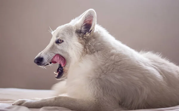 Lovely White Swiss Shepherd Tongue Sticking Out Lying Bed Home — Stock Photo, Image