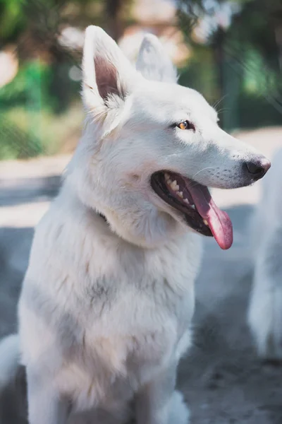 Cute White Swiss Shepherd Tongue Sticking Out Looking Away Outdoors — Stock Photo, Image