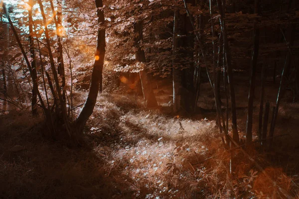 Trees Growing Sunny Forest Infrared Color — Stock Photo, Image