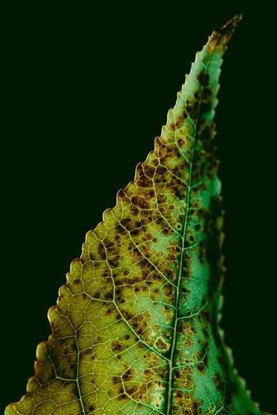 Texture Zielony Liść Brązowe Kropki — Zdjęcie stockowe