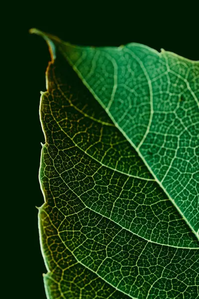 Makro Syn Grönt Blad Textur Med Vener — Stockfoto