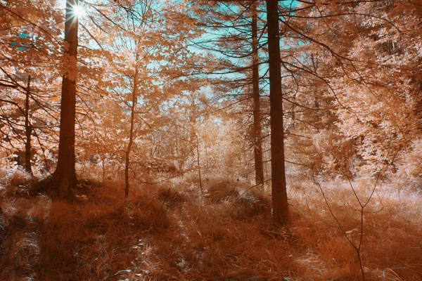 Δέντρα Που Φύονται Ηλιόλουστες Δάσος Υπέρυθρο Χρώμα — Φωτογραφία Αρχείου