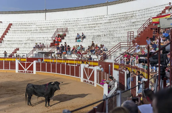 Spain Tomelloso 2018 Bull Standing Sand Bullring — Stock Photo, Image