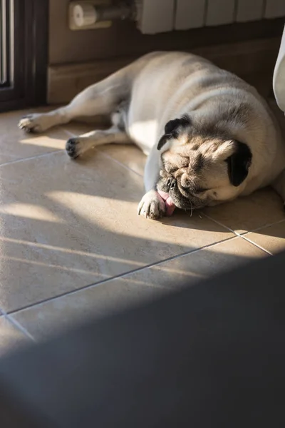 Adorável Cão Pug Cor Bege Dormindo Chão Azulejos Casa Raios — Fotografia de Stock