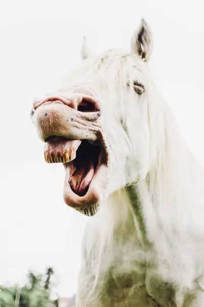 Снизу Светлая Лошадь Зубами Размытым Фоном Франции — стоковое фото