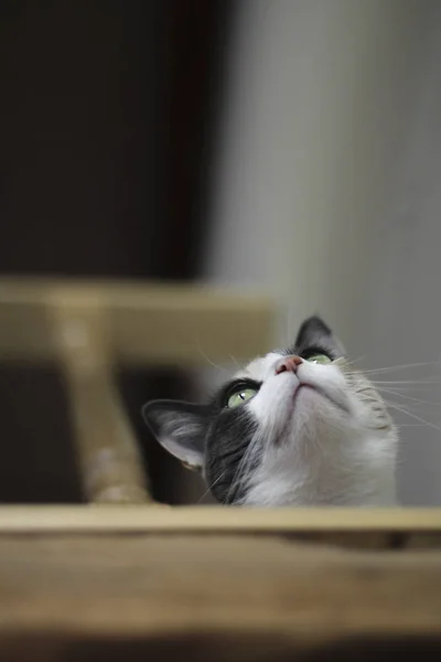 Gros Plan Chat Curieux Mignon Regardant Vers Haut Sur Escalier — Photo